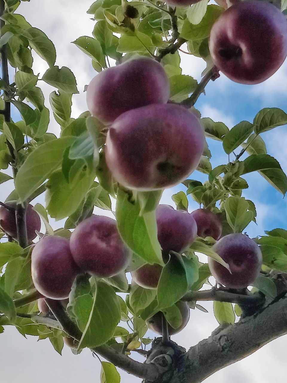 Vermont Orchards