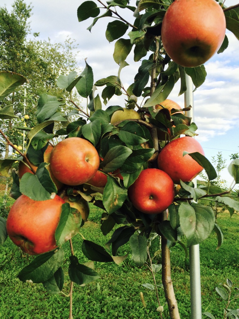 Peck Farm Orchard