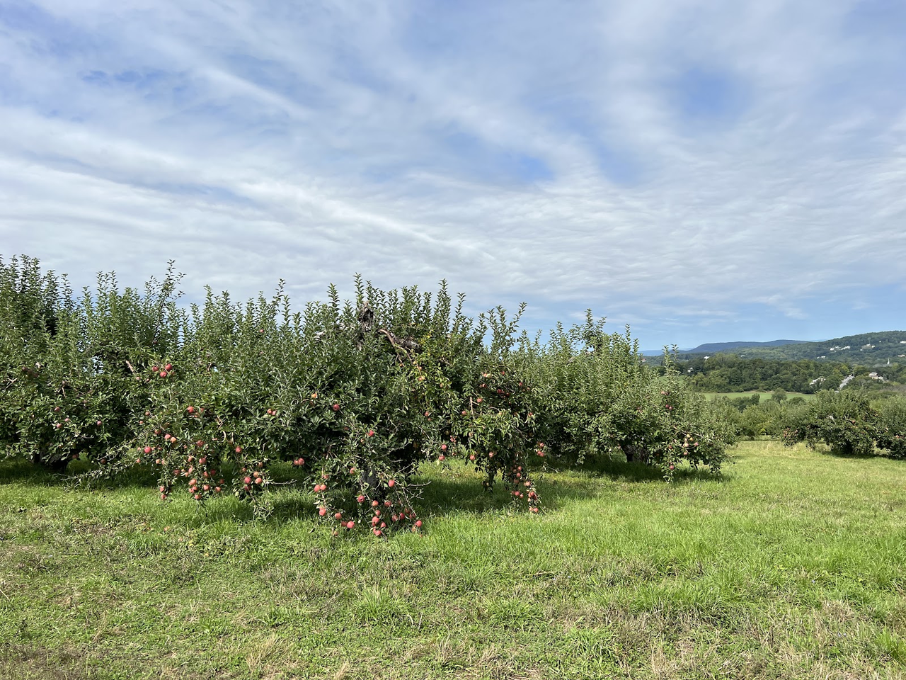 Masker Orchards