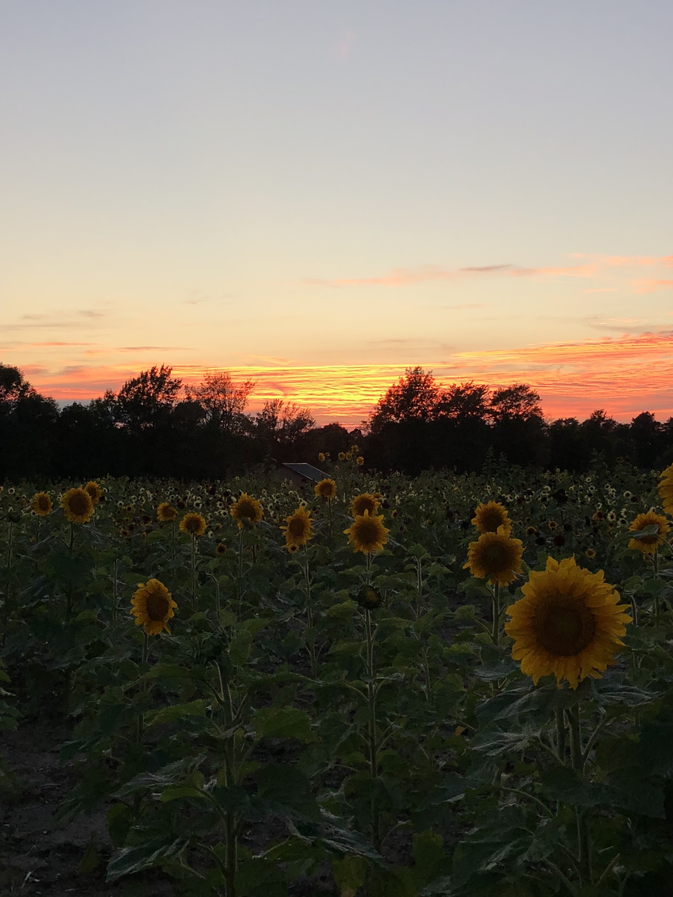Lakeland Orchard & Cidery