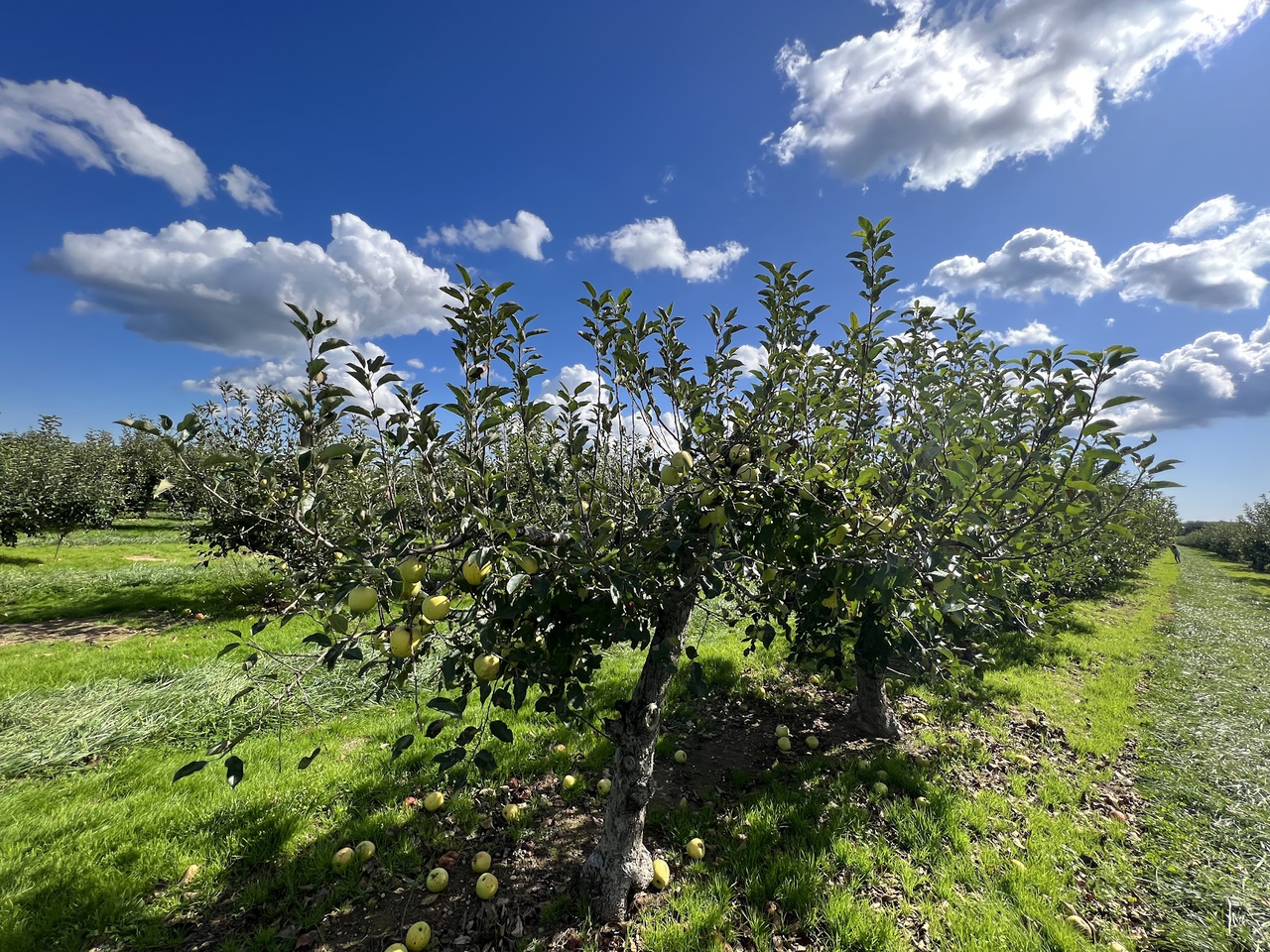 Lewin Farms Apple Picking