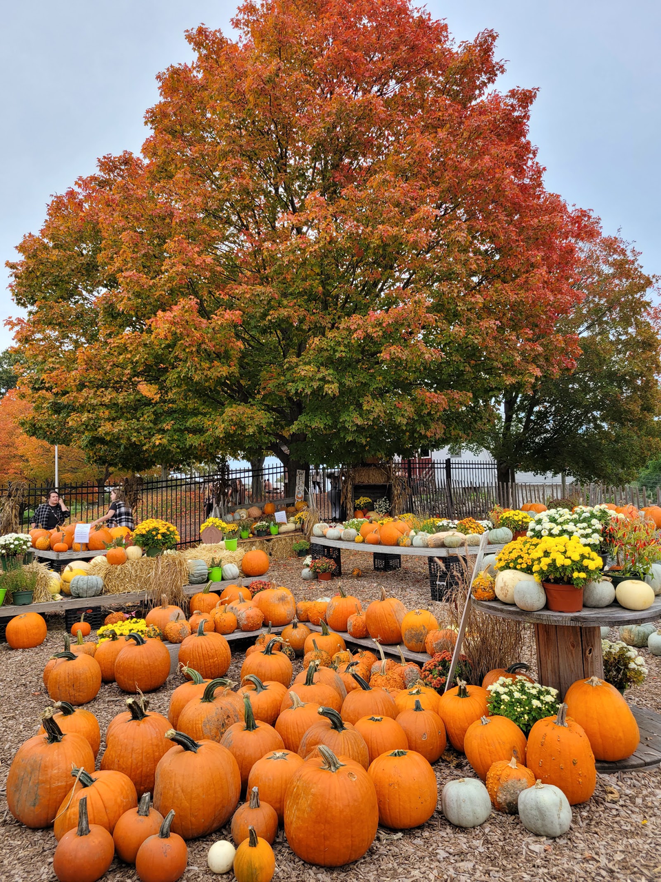 Brooksby Farm