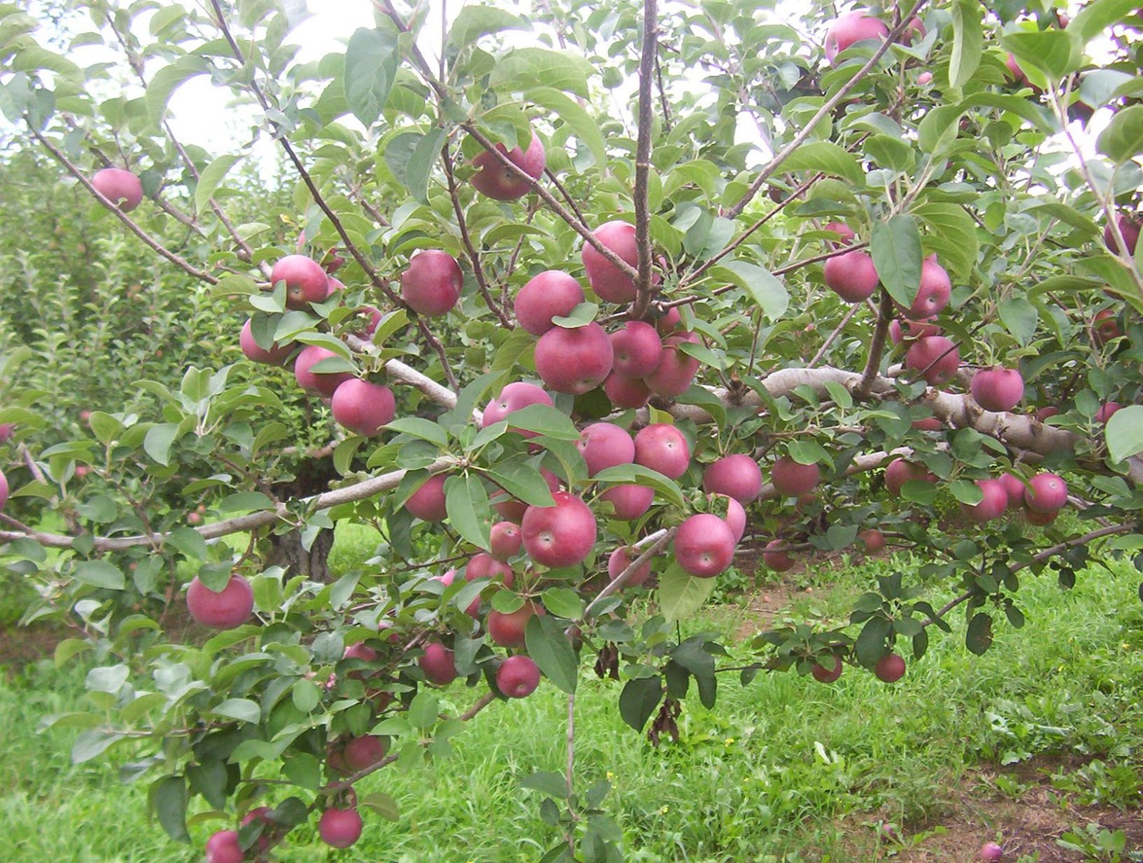 Wellwood Orchards