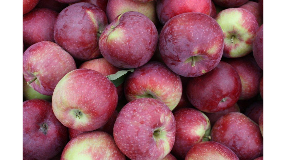 Sunrise Orchards
