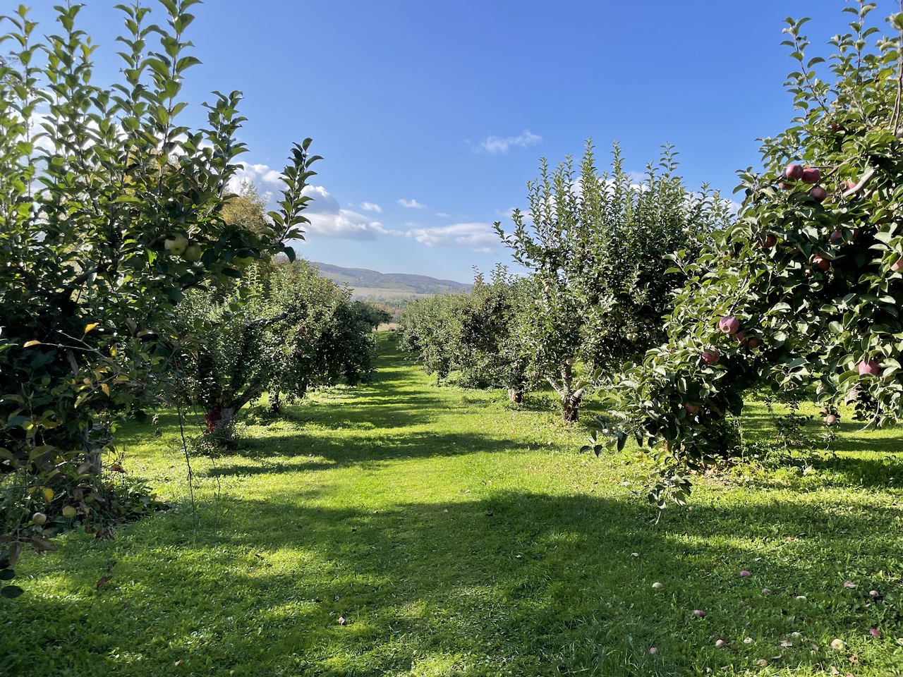 Windy Hill Orchard West