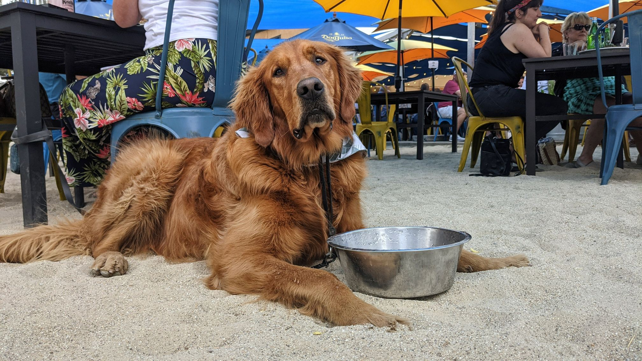 Blind Dog Restaurant & Raw Bar on Dog Friendly Salt Lake City