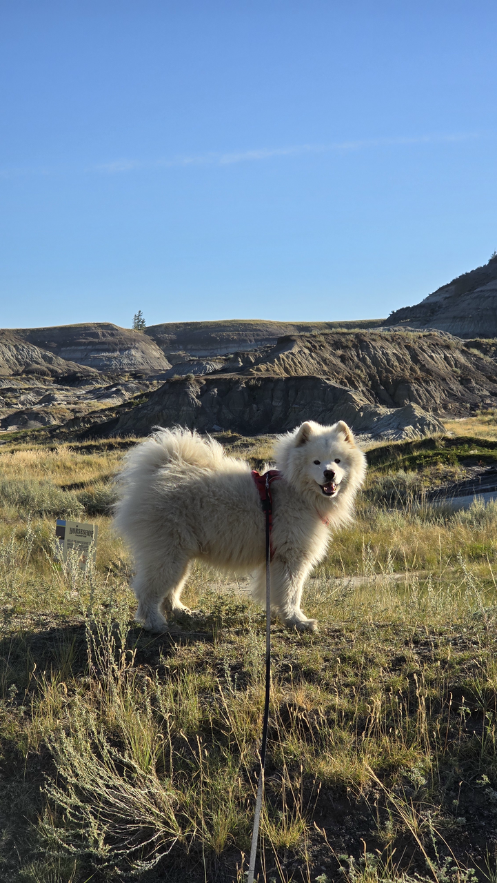 Horseshoe Canyon on Dog Friendly Life in Banff & Alberta