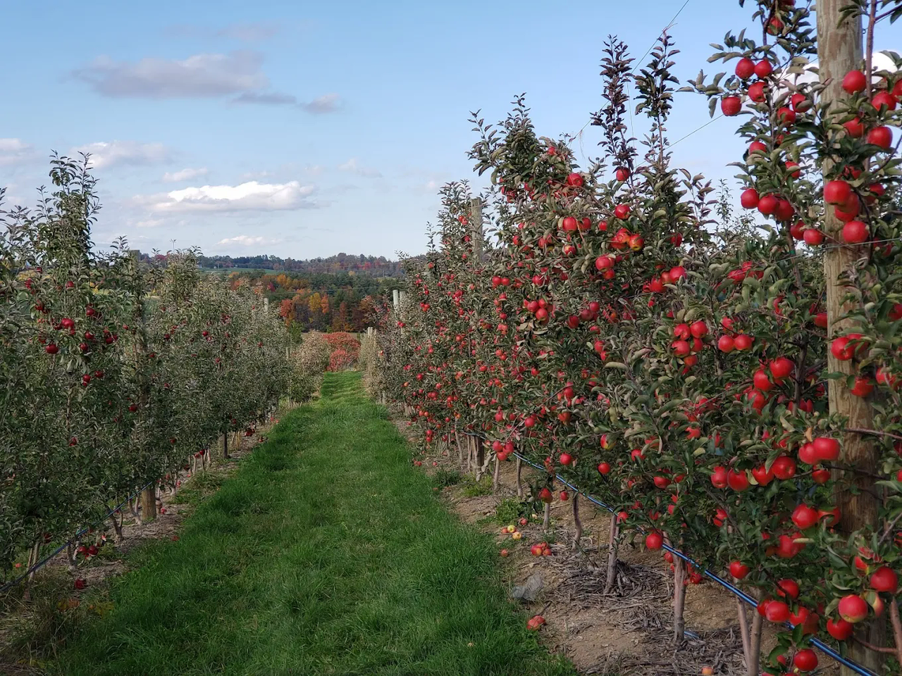 Champlain Orchards