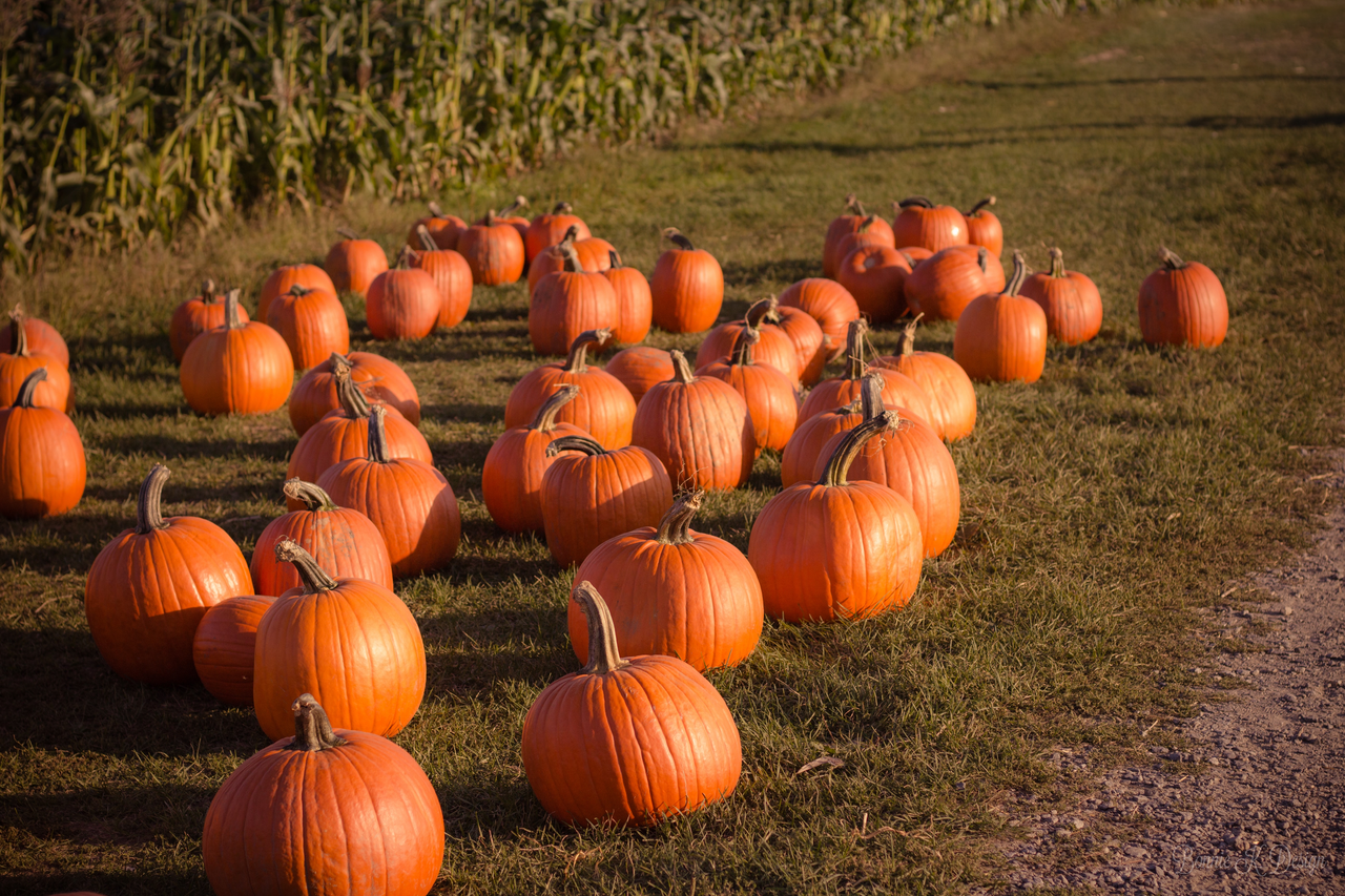 Bi-Zi Farms Pumpkin Patch & Harvest Festival. on Fall Events Map