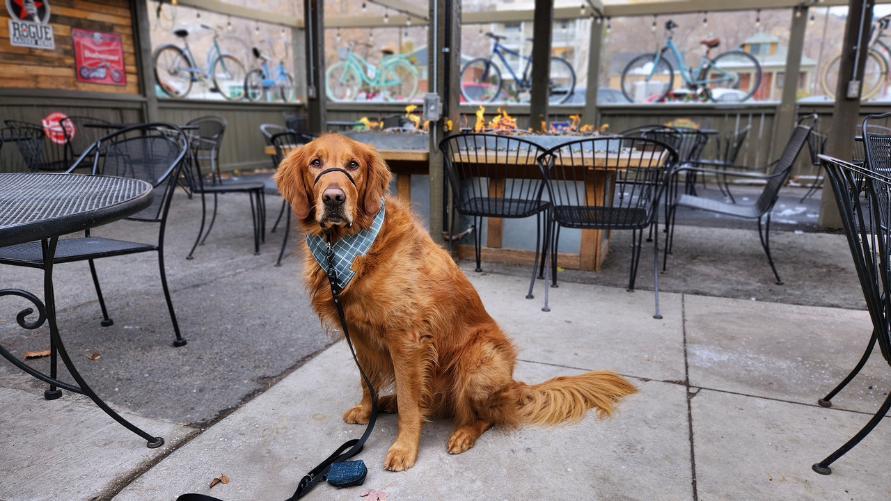 Handle Bar on Dog Friendly Salt Lake City