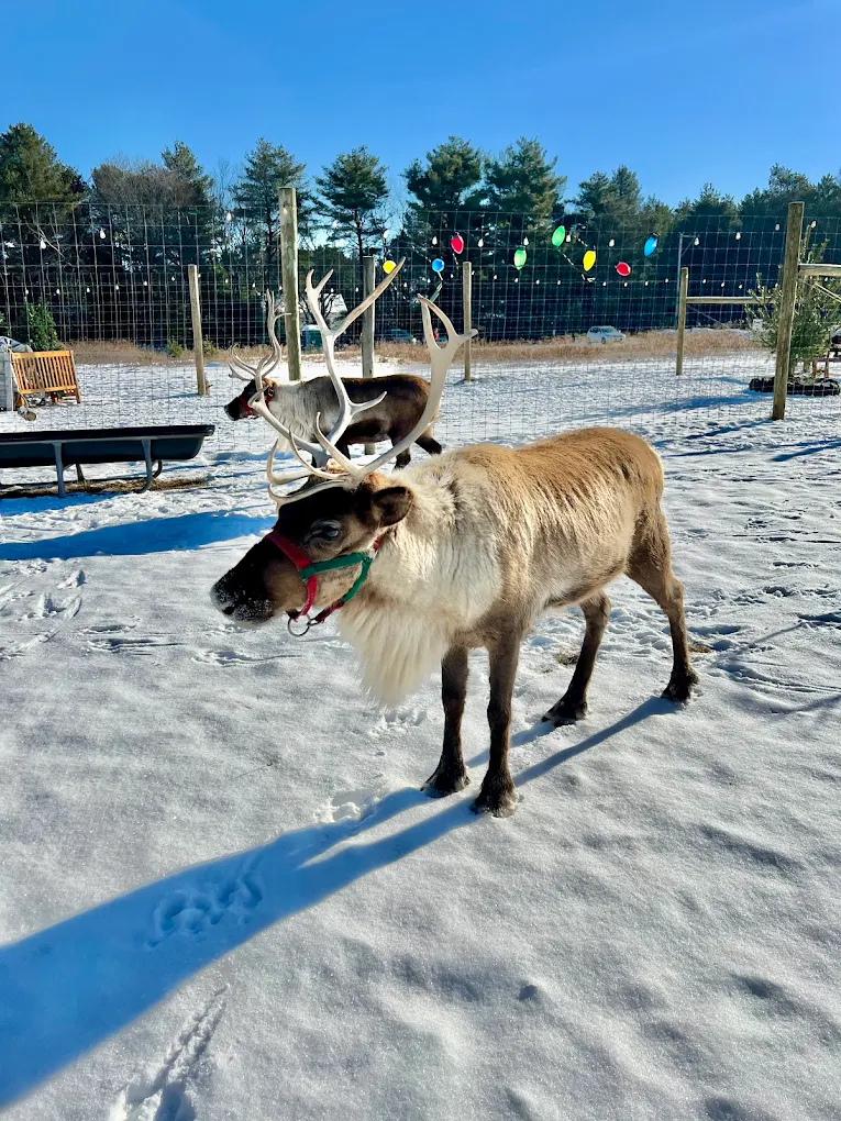 Spruce Ridge Reindeer Farm