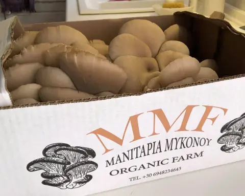 MMF Μανιτάρια Μυκόνου on Η άλλη Μύκονος