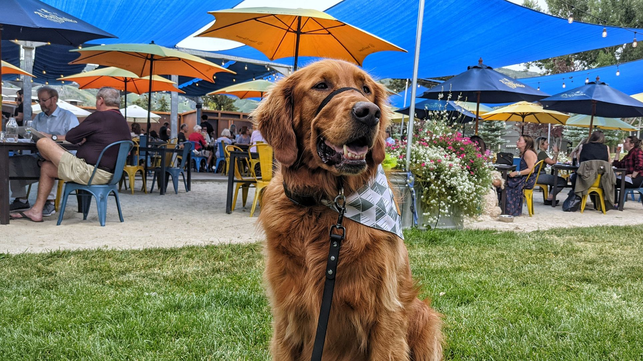 Blind Dog Restaurant & Raw Bar on Dog Friendly Salt Lake City