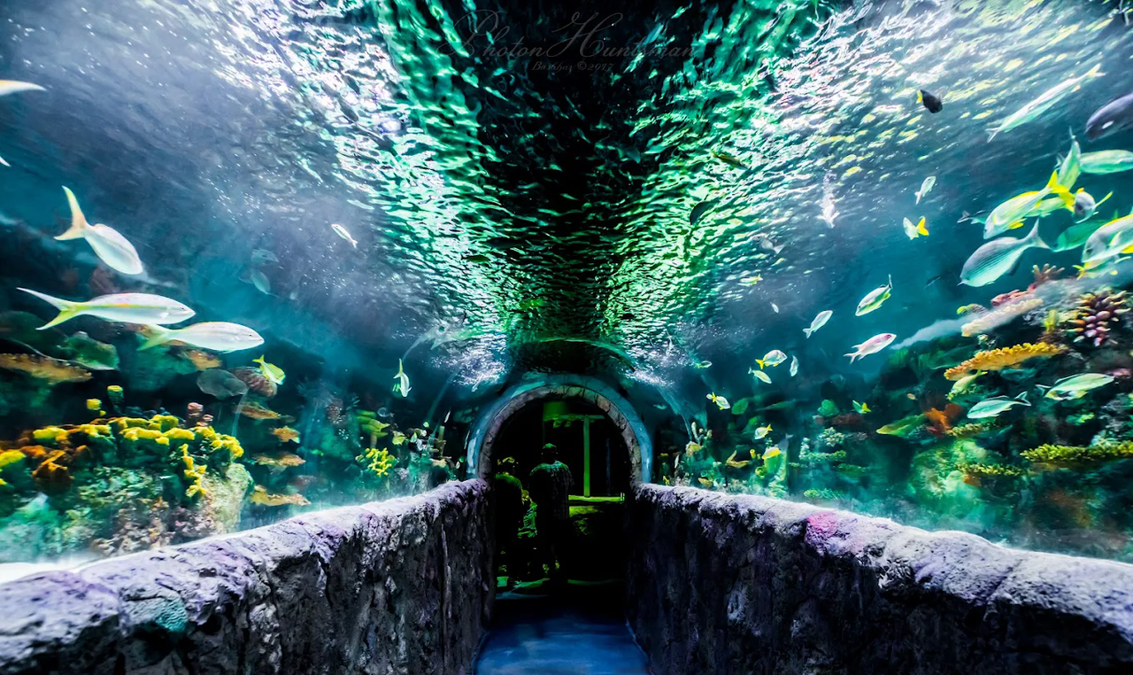 VIA Aquarium