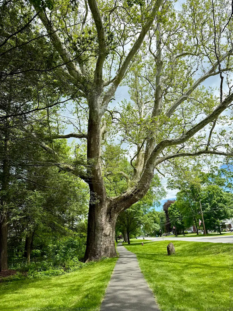 Buttonball Tree