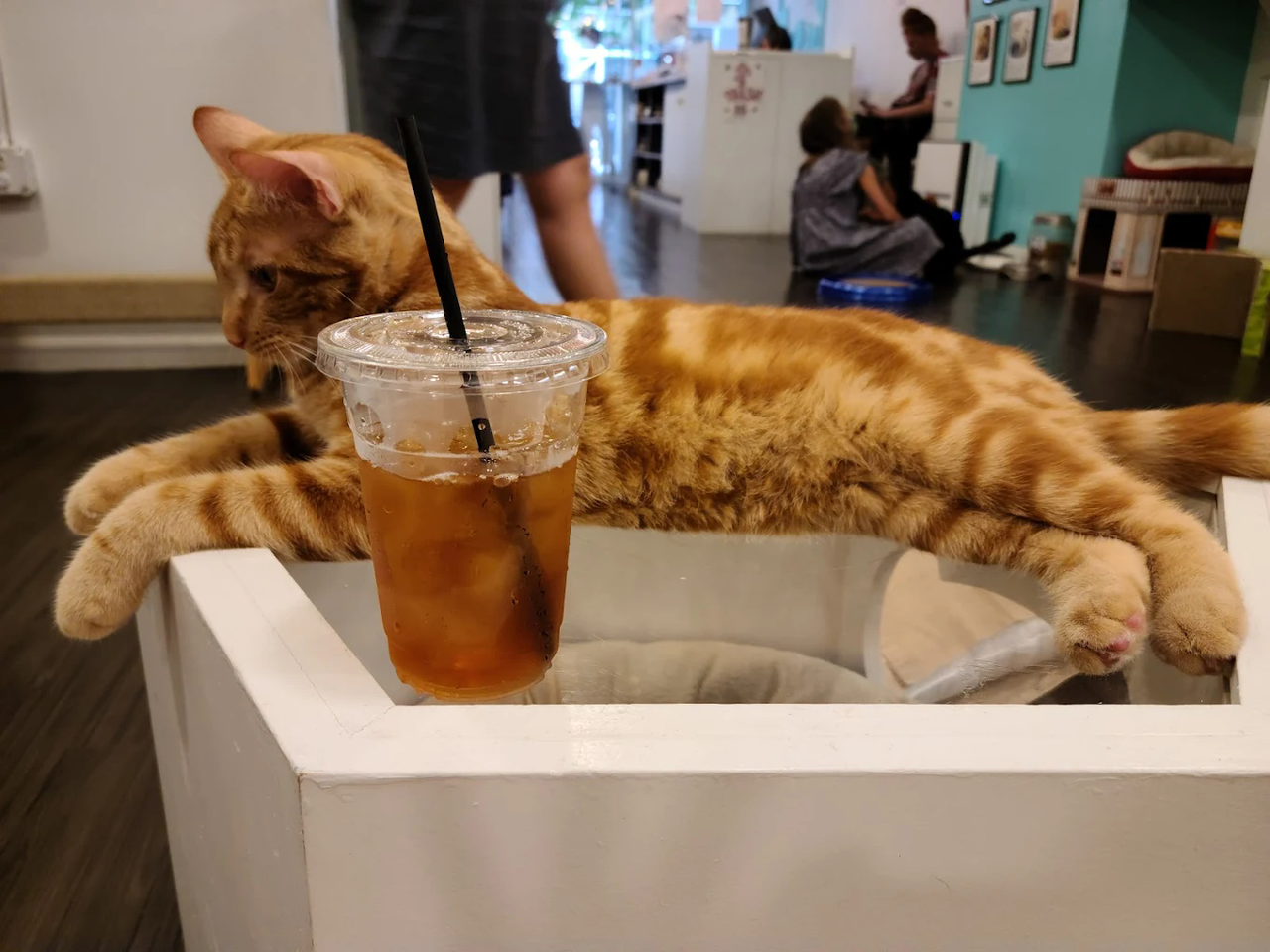 Meow Parlour