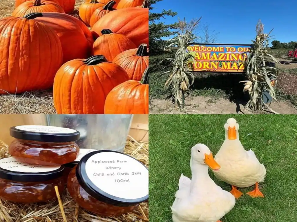 Applewood Farm & Winery - Fall Fun on the Farm on It's a Haunted Durham Life!