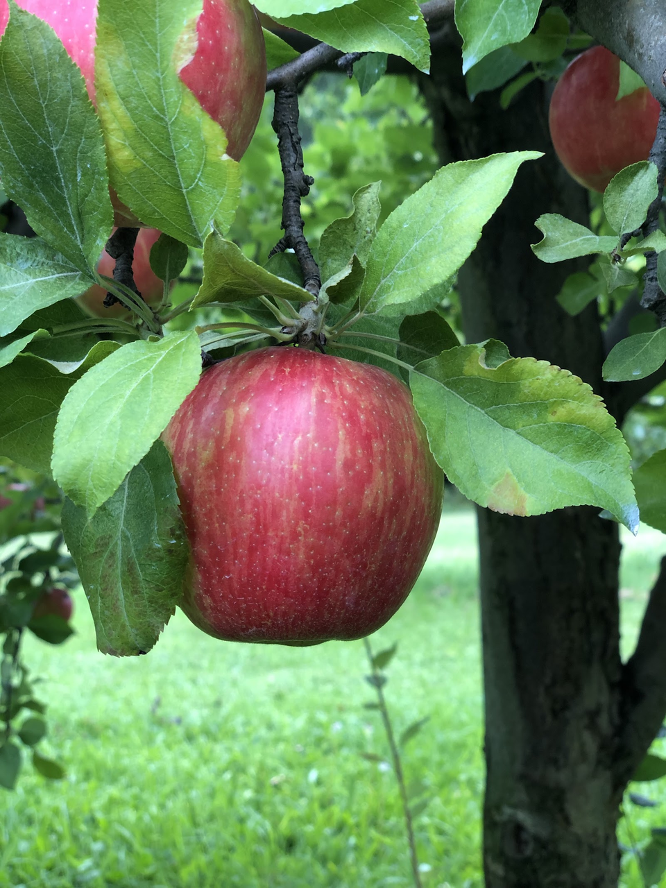 Woodman Hill Orchard