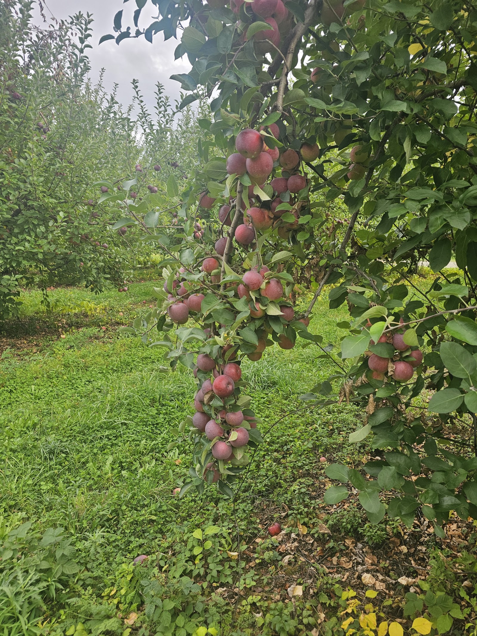 Altamont Orchard U Pick