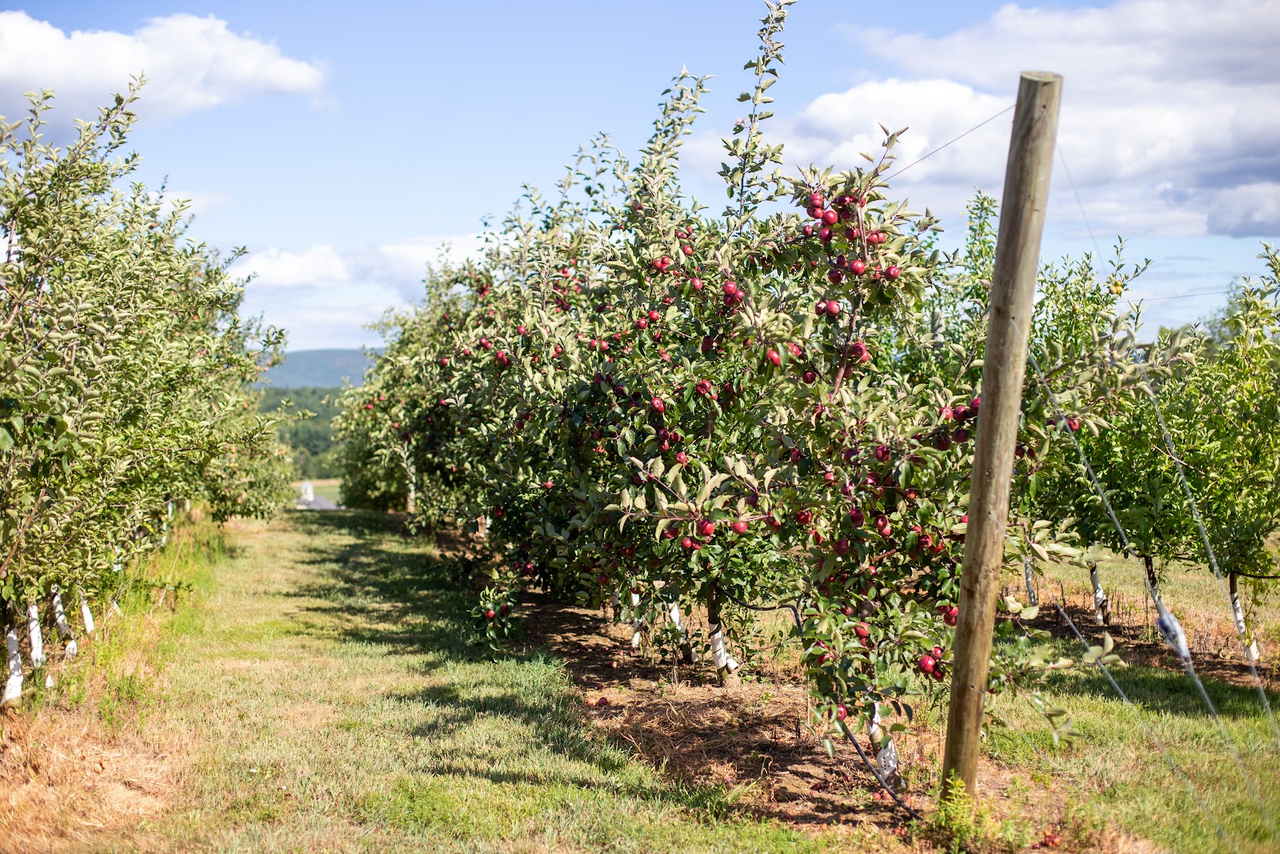 Hudson Valley Apple Project